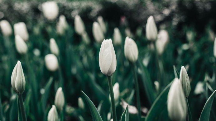 Close up of white tulip buds in a field of green leaves