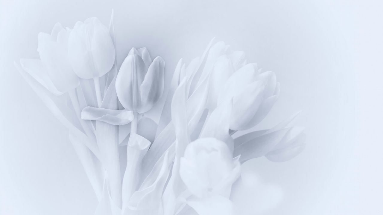 White tulips in a monochrome scene