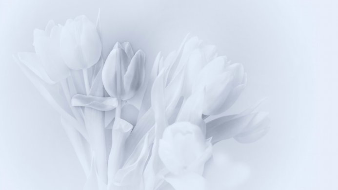 A bouquet of white tulips with a light blue tint, creating a serene and pure image