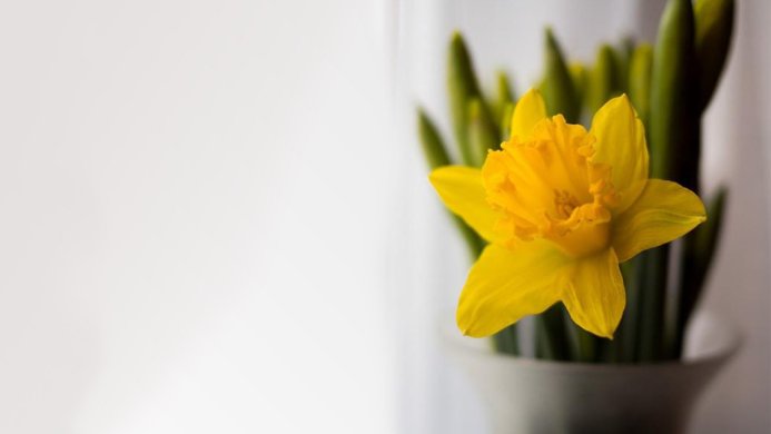 Close-up of a bright yellow daffodil in a white vase with green stems, against a white background