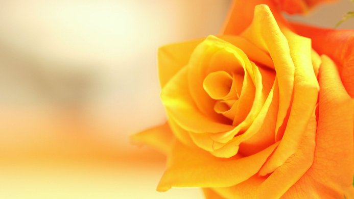 A close-up shot of a vibrant yellow rose with soft lighting