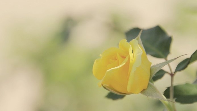 Close up of a yellow rose with green leaves against a blurred background