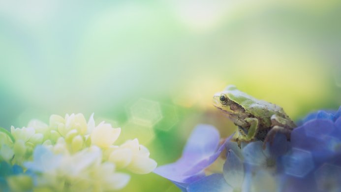 A green frog sits on blue and yellow flowers in a serene natural setting