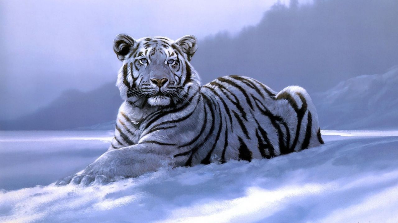 White tiger lying in the snow looking forward