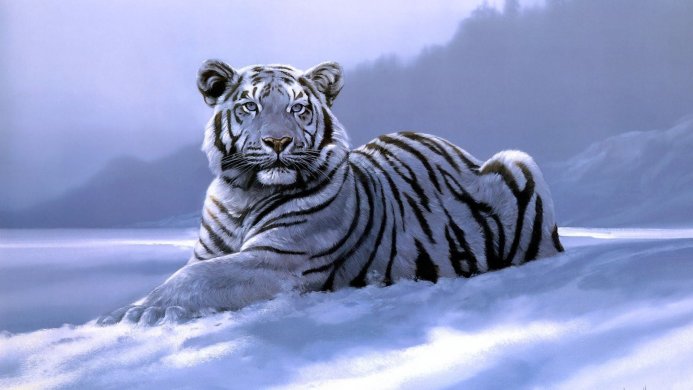 A white tiger lies in the snow against a blurry mountain background