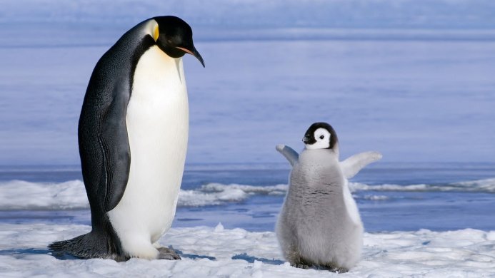 Adult and baby emperor penguin standing on snow near the ocean in Antarctica