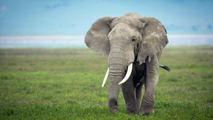An elephant walks across a green field in Africa