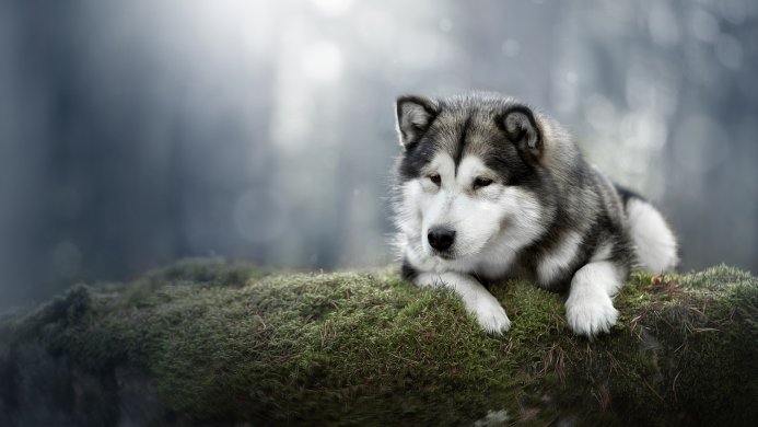 Alaskan Malamute dog lying on a mossy log in a forest