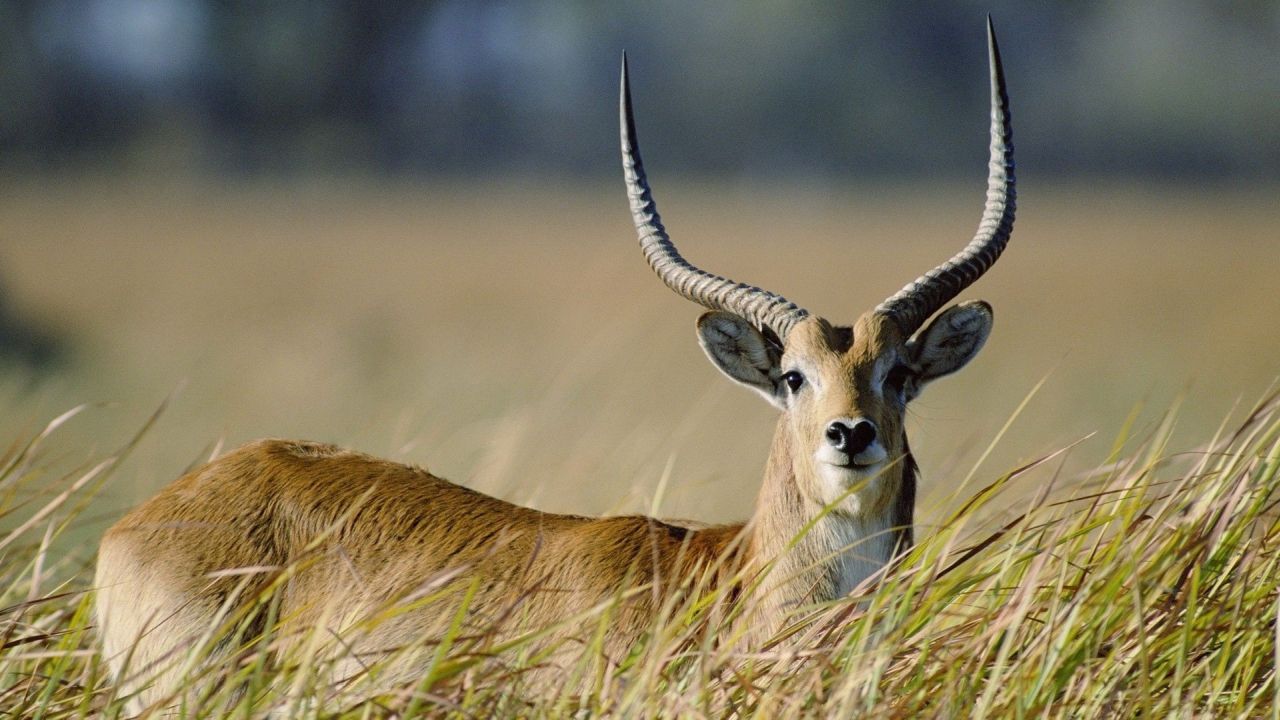 Red lechwe antelope portrait in tall grass