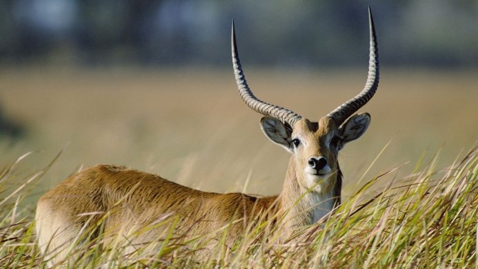 A brown antelope with long horns stands in tall grass