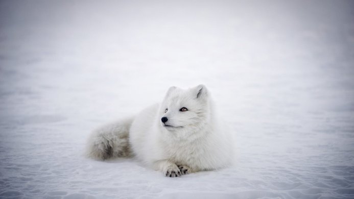 An arctic fox lying in the snow
