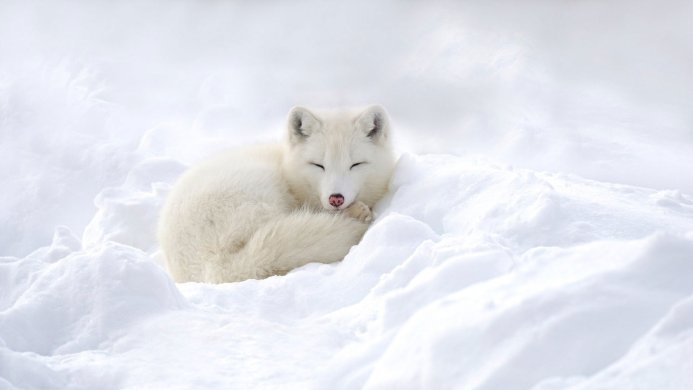 A white arctic fox curled up asleep in the snow