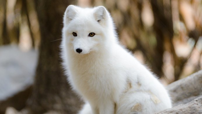 Close-up of a white arctic fox sitting on a rock, looking left