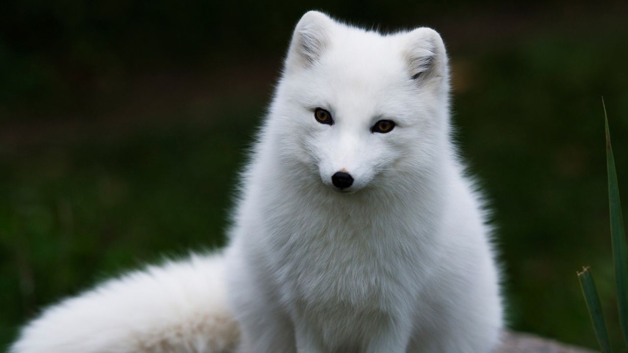 White arctic fox portrait