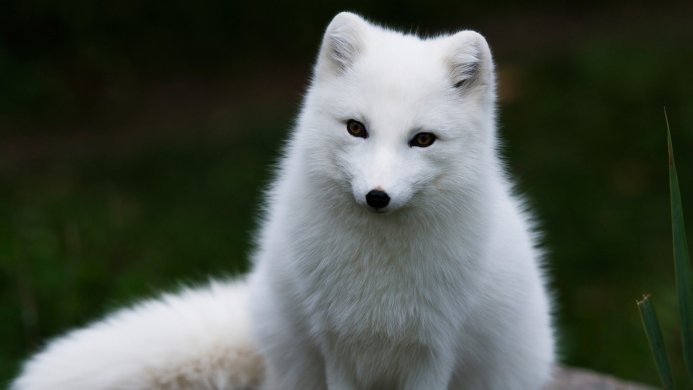 A white arctic fox sitting on a rock, looking forward