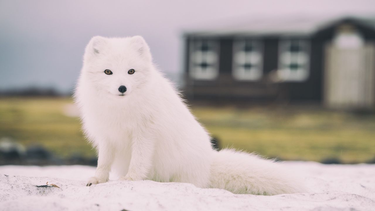 White arctic fox sitting in snow