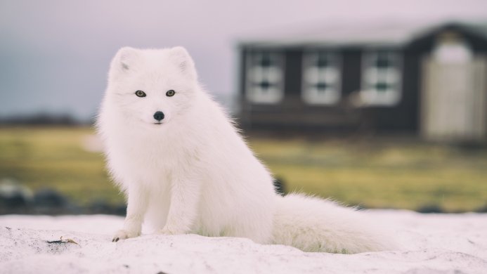 White Arctic Fox sitting in the snow with a blurred building in the background