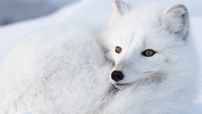 Close up of an Arctic fox with white fur resting in the snow