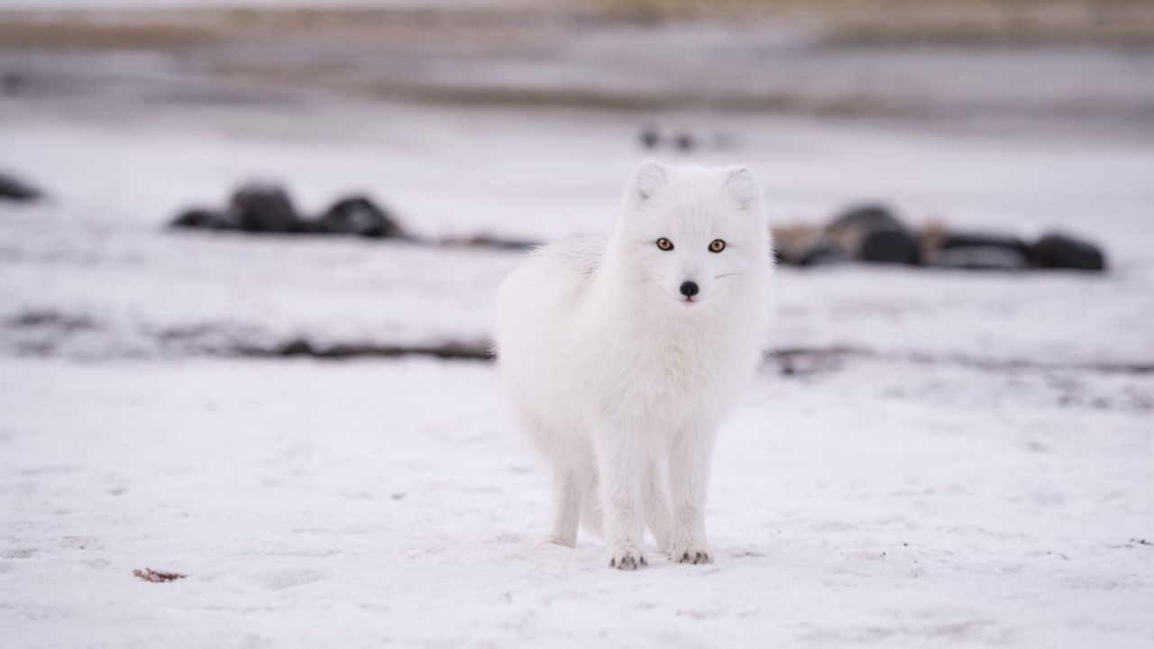 White arctic fox standing in snow