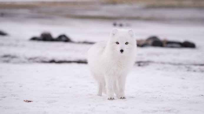A white Arctic fox standing in the snow, looking directly at the camera