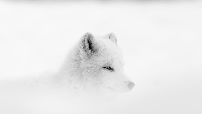 Close-up portrait of an Arctic fox in a snowy, white environment