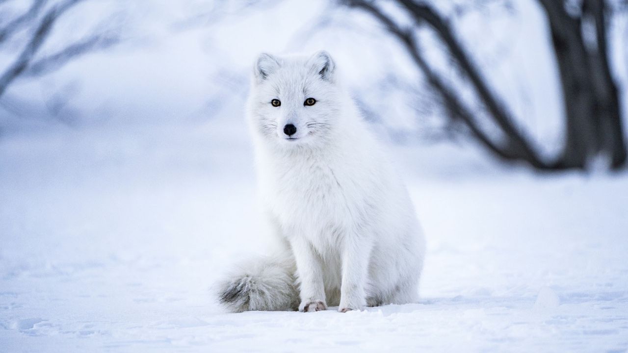 White arctic fox sitting in snow