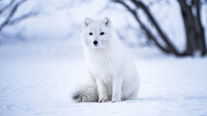 An arctic fox sits in the snow in a wintery landscape