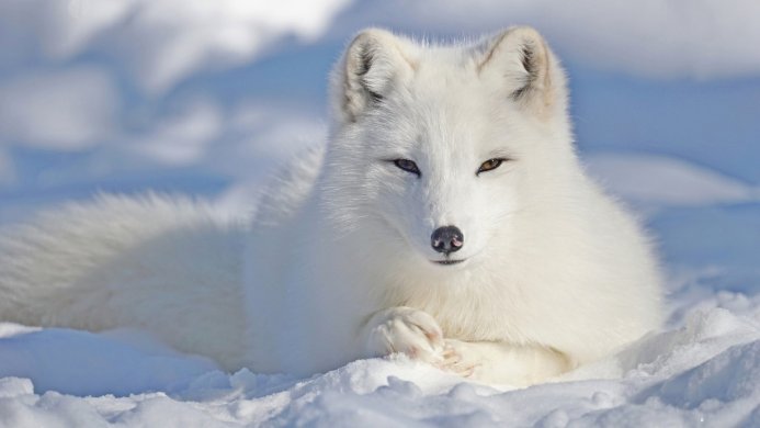 A white Arctic fox lying in the snow on a sunny day