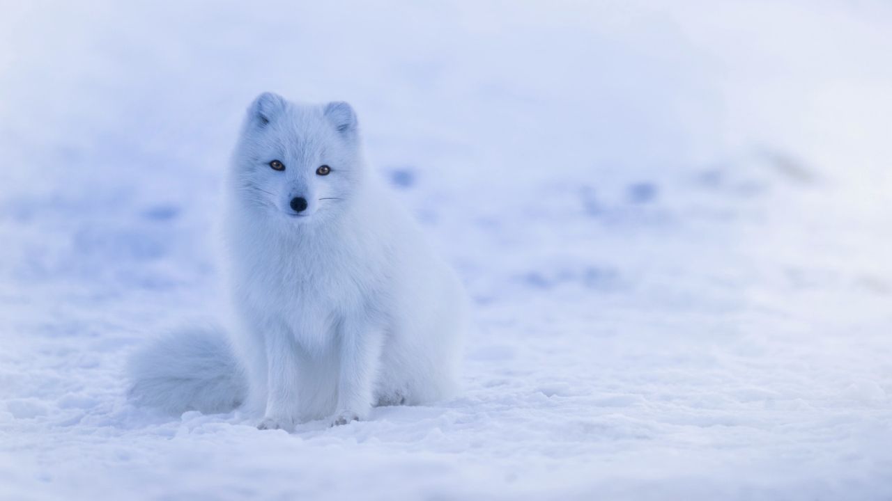 White Arctic Fox in the snow