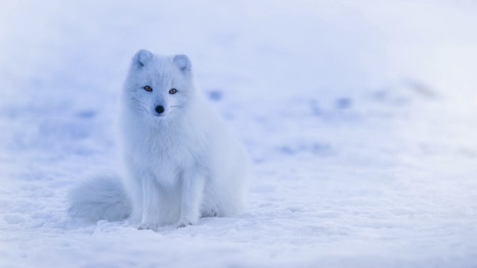 An arctic fox sitting in the snow with white fur and yellow eyes