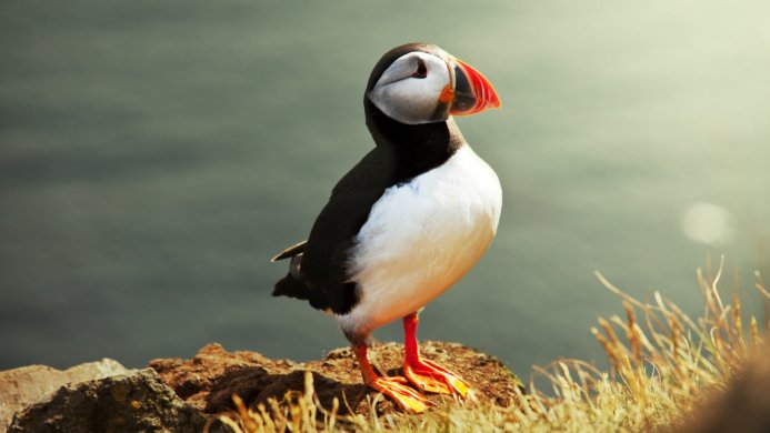 An Atlantic Puffin with orange beak and legs stands on a rock near the sea