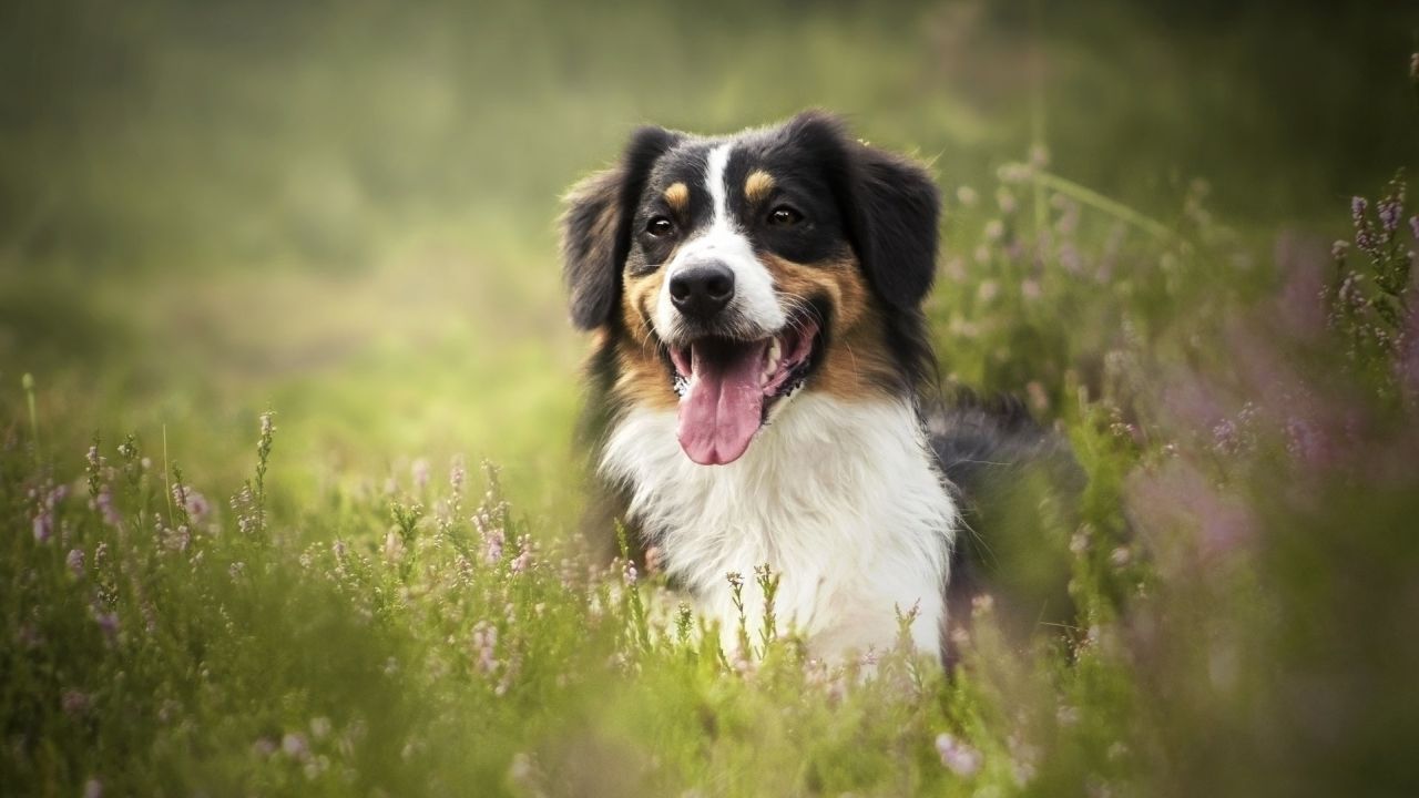 Happy Australian Shepherd dog in a field