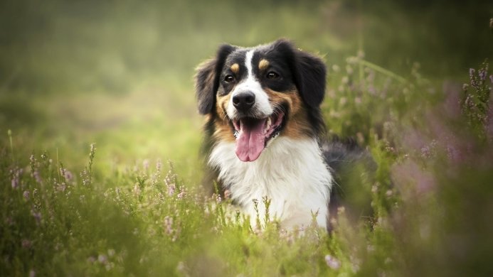 Happy Australian Shepherd dog sitting in a field of blooming purple flowers