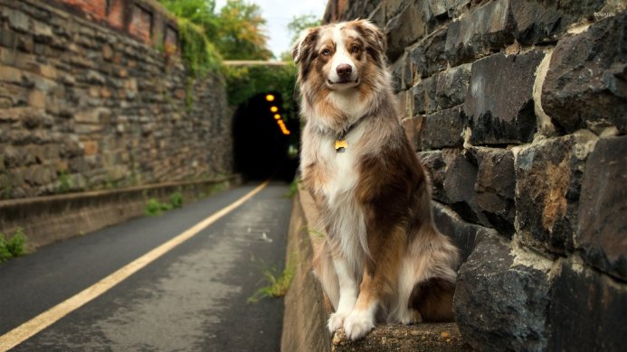 Australian Shepherd dog sitting near a stone wall with a tunnel in the background