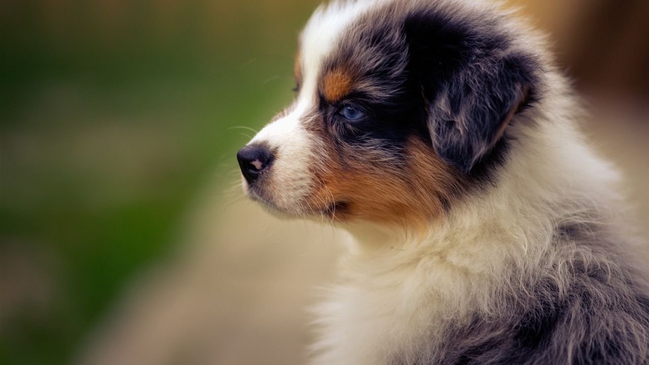 Close up profile of a cute puppy with blue eyes