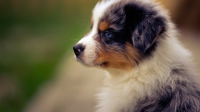 Close-up portrait of an Australian Shepherd puppy with blue eyes