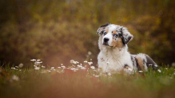 Australian Shepherd puppy with blue eyes in a field of daisies