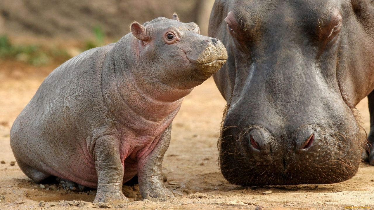 Baby hippopotamus and adult hippo wildlife close-up