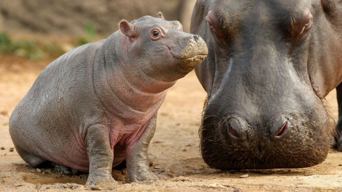 A baby hippopotamus standing next to a larger adult hippopotamus