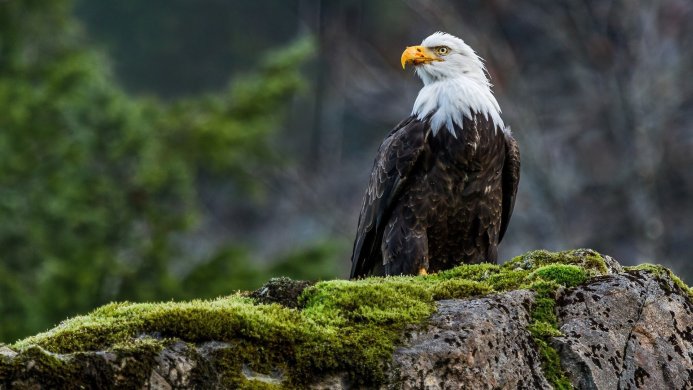 A bald eagle perched on a mossy rock, looking alert