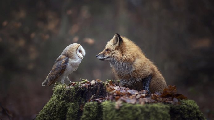 Barn owl and red fox are looking at each other on a mossy stump in the forest