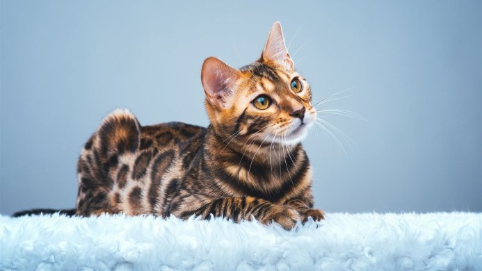 A Bengal cat lying on a white fluffy surface with a light blue background
