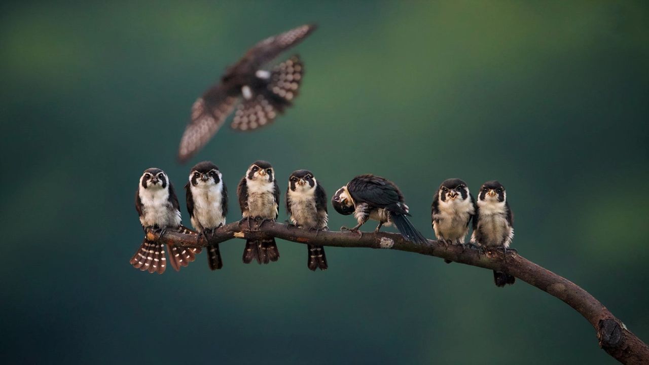 Small birds perched on branch with one flying overhead