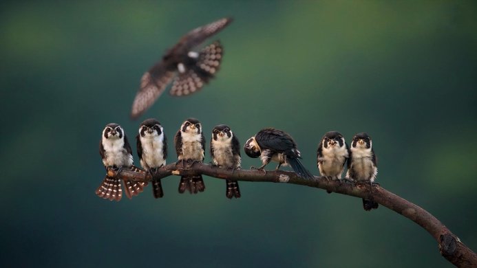 Seven small birds perched on a branch, with another bird flying overhead