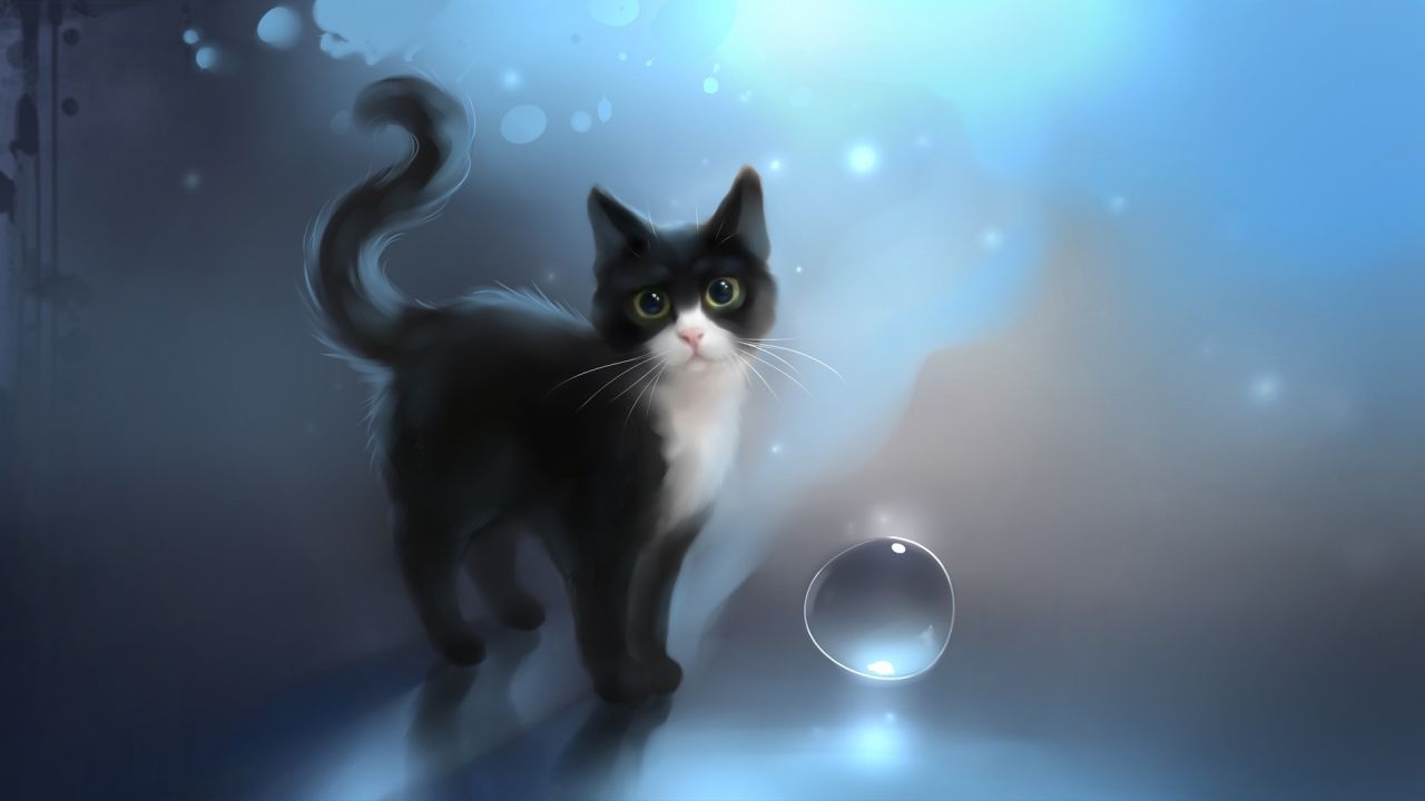 Black and white cat looking at a bubble