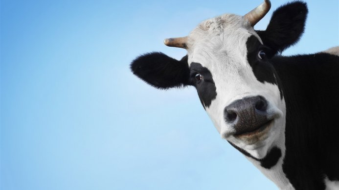 Close-up of a black and white cow's face against a blue sky