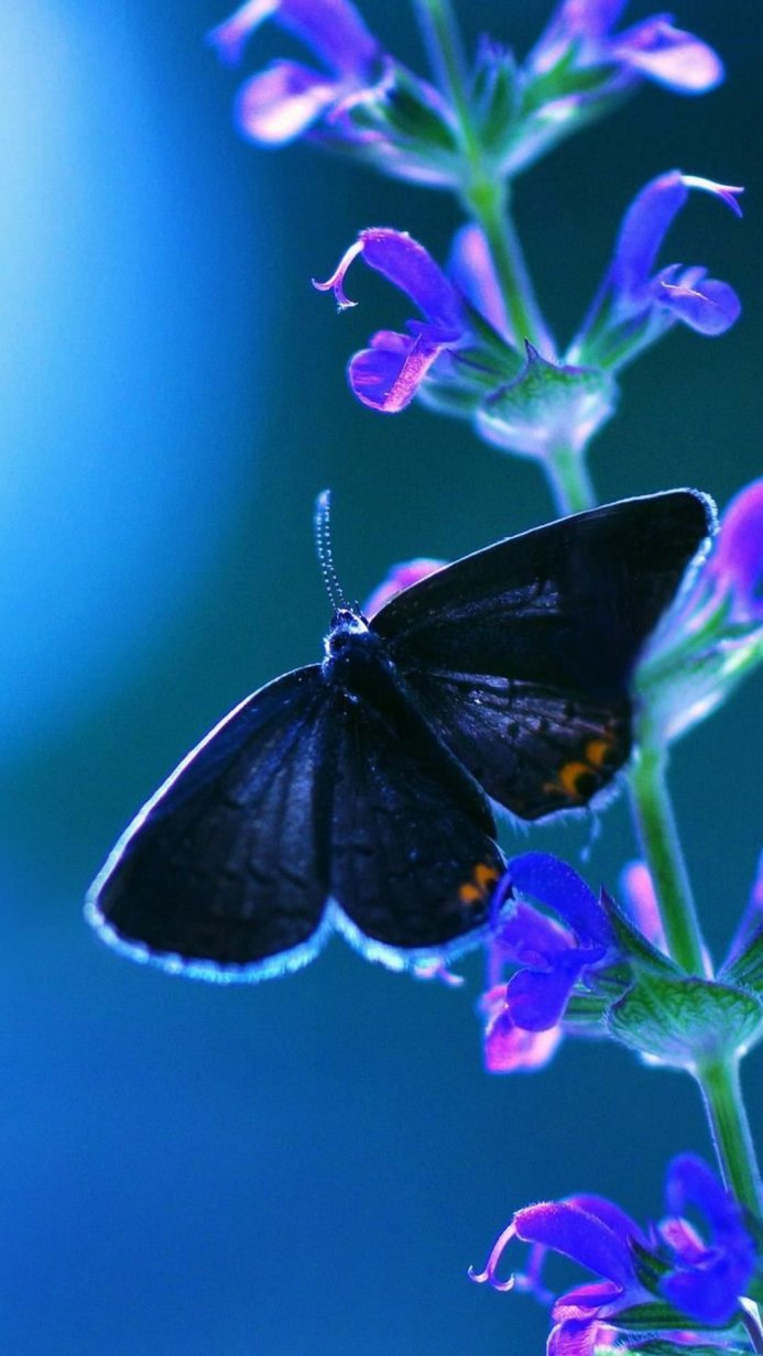 A black butterfly perched on purple flowers against a blue background
