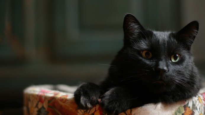 A black cat sits in a floral patterned box