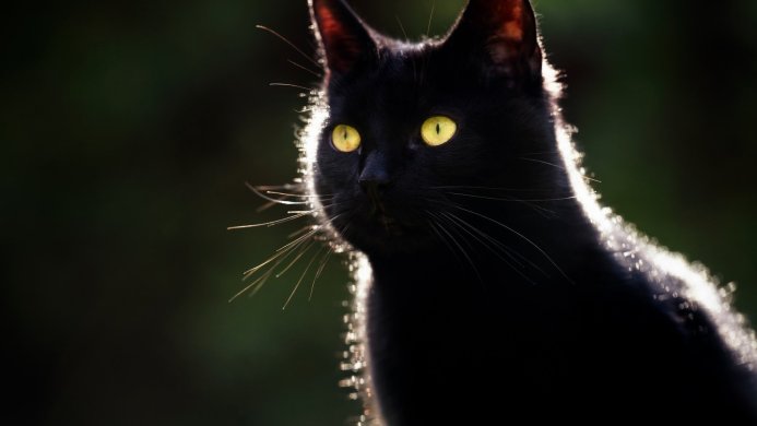 A black cat with glowing yellow eyes against a dark green background