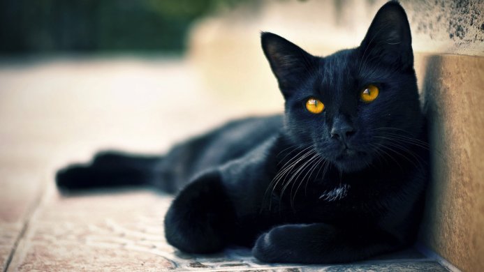 A black cat with yellow eyes lying down